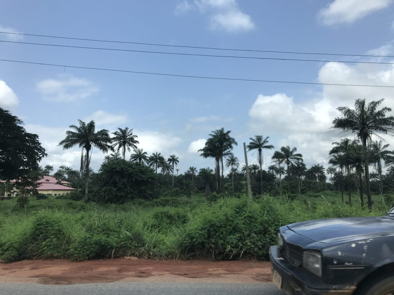 nigeria trees